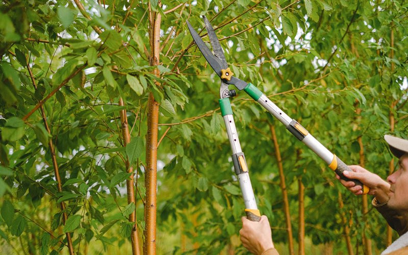 Tree trimming in Salix, PA